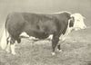 CATTLE. Hereford Bull 