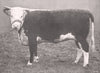 HEREFORD HEIFER. 