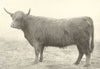 CATTLE. Highland Heifer 