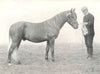HORSES.Highland Pony Colt-