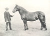 HORSES.Highland Pony Mare-