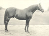HORSES. Famous Hunter Sire-