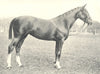 HUNTER FILLY. 