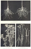 FARMING. Soil Inoculation; Bean Roots; Lucerne; Winter Tares 1912 old print
