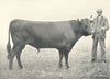 CATTLE. Kerry Bull 