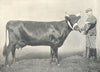 KERRY COW. 
