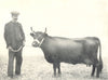 DEXTER COW. 
