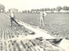 FARMING. Irrigation; Irrigating a Wheat Field by Furrow Flooding 1912 print
