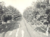 SOUTHERN CALIFORNIA FARMING. Furrow Irrigation in an Orange Orchard 1912 print