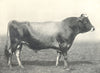 CATTLE. Jersey Bull 