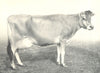 CATTLE. Jersey Cow 