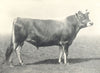 JERSEY BULL. 2 year old 