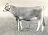 CATTLE. Jersey Heifer 