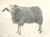 SHEEP. Hunia Fighting Ram India Brought. . Prince Wales Nepal 1912 old print
