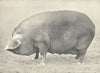 BLACK SOW. 