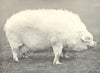 PIGS.Lincoln Curly-Coated Sow-