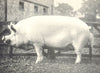 PIGS. White Boar-
