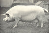 LARGE WHITE SOW. 