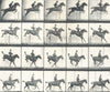 HORSE JUMPING FENCE. The Leap. Suspension, Landing, and Recovery 1912 print