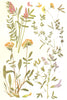 FLOWERS. Leguminosae. Sainfoin; Kidney Vetch; Bird's-foot Trefoil; Lucerne 1912