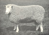 SHEEP. Leicester Shearling Ram winner of first prize, RASE. show, 1908 1912