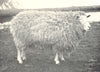 SHEEP. Leicester Ewe-