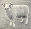 SHEEP. Limestone Cragg Ram 1912 old antique vintage print picture