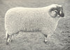 SHEEP. Lonk Ram, 