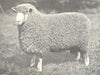LINCOLN SHEARLING RAM. 