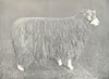 SHEEP. Lincoln Ewe one of first prize pen at the RASE. show, 1908 1912 print