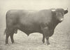 LINCS RED SHORTHORN BULL. 