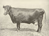 LINCS RED SHORTHORN COW. 