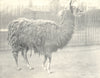 LLAMAS. Llama 1912 old antique vintage print picture
