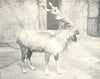 GOATS. Markhor (Copra falconeri) with Gimlet-shaped Horns 1912 old print