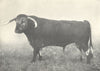 LONGHORN BULL. 