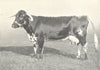 CATTLE. Longhorn Cow 