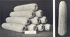 MAIZE. Best Ears White Dent Corn Natl. Expo, Omaha, Nebraska, 1908 1912 print