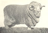 SHEEP. Australian Merino Ram-