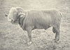 SHEEP. French Rambouillet Ram (Shorn) 1912 old antique vintage print picture