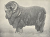 SHEEP. Famous Australian Merino Ram-