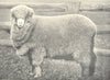 SHEEP. Australian Merino Ewe Stud Ewes, Hartwood, Riverina, N. S. W. 1912