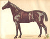 ANATOMICAL MODEL OF A HORSE. Folds out to show Skeleton & Body 1912 print