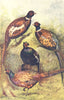 BIRDS. Pheasants; Phasianus mongolicus. versicolor. colchicus. torquatus 1912