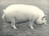 MIDDLE WHITE BOAR. 