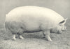 MIDDLE WHITE SOW.