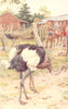 FARMING. A South African Ostrich Farm 1912 old antique vintage print picture