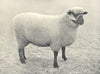 SHEEP. Oxford Down Ewe best Ewe in first prize pen, RASE. show, 1908 1912
