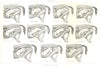 VETERINARY MEDICINE. Parturition – presentation in the mare 1912 old print