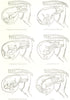 VETERINARY MEDICINE. Parturition – presentation in the ewe 1912 old print