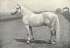 HORSES. Percheron Stallion-